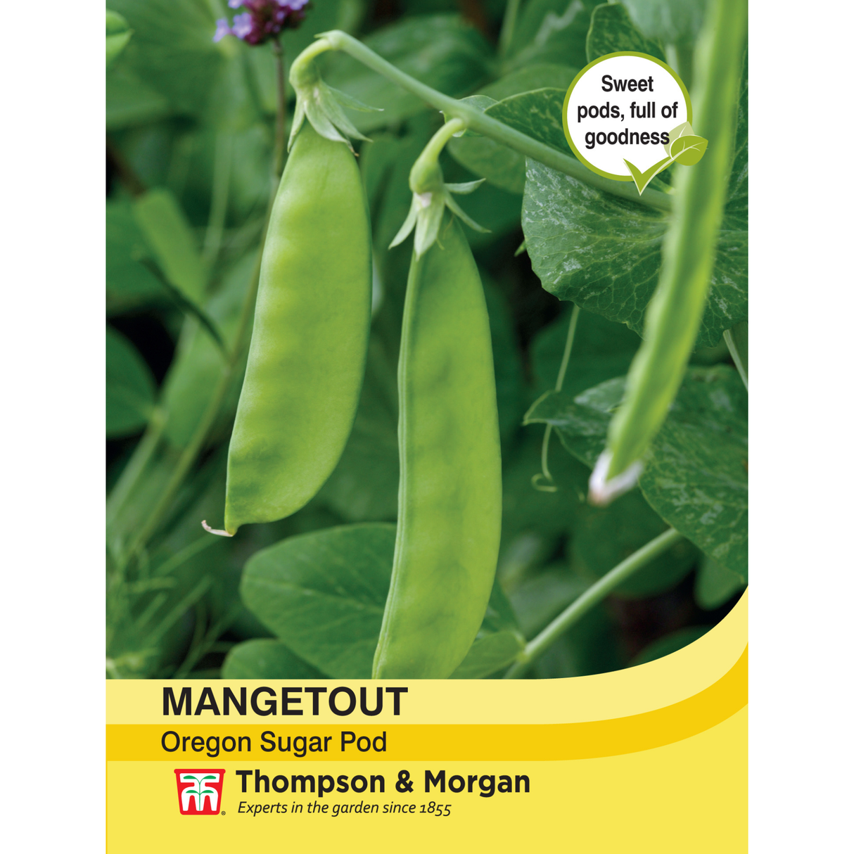 Thompson & Morgan - Mangetout Oregon Sugar Pod Seeds