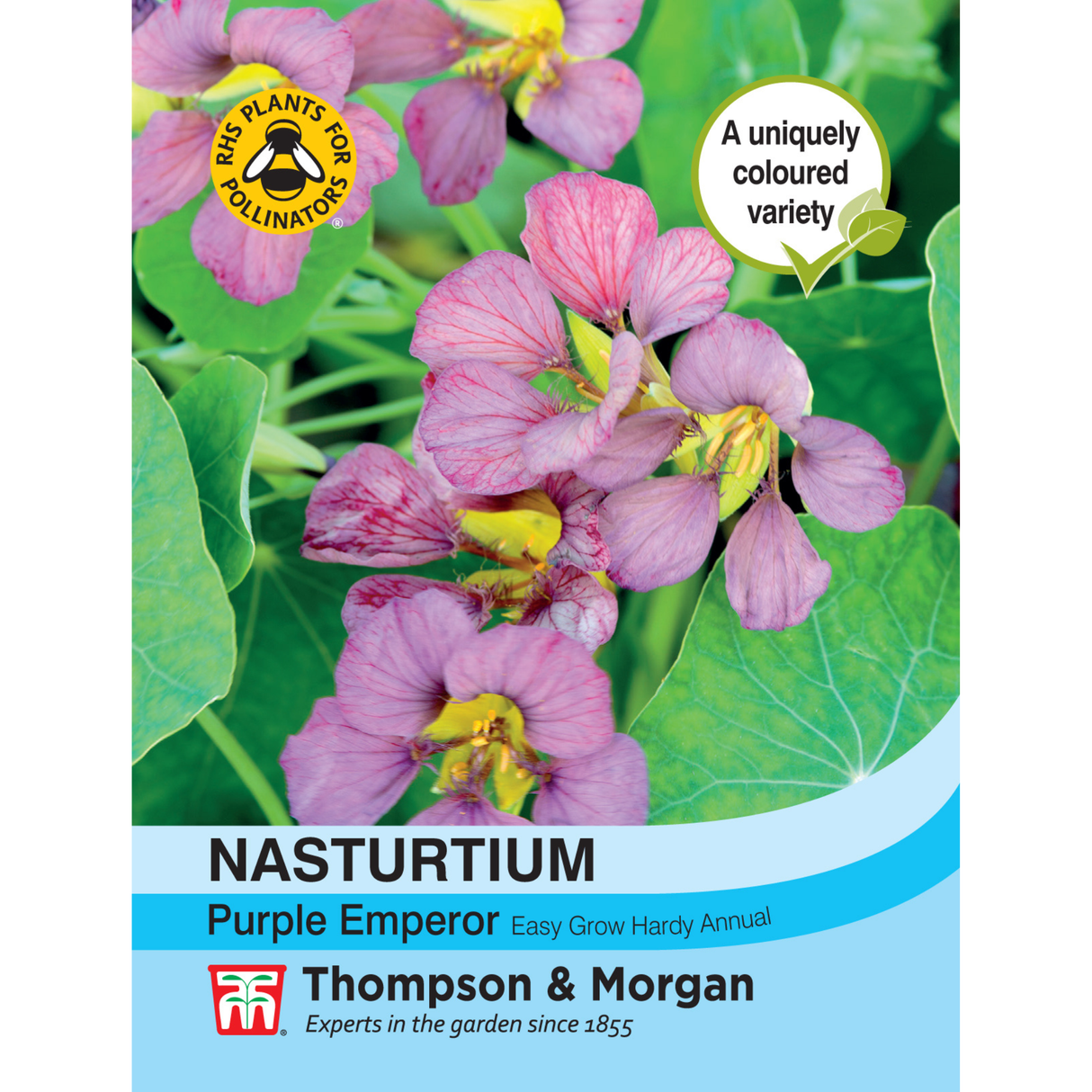 Thompson & Morgan - Nasturtium Purple Emperor Seeds