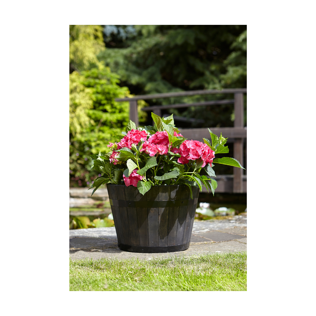 Tom Chambers Whiskey Barrel Planter Small
