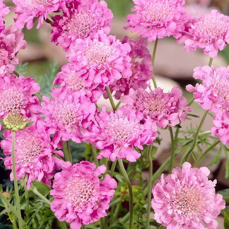 Scabiosa columbaria Pink Mist 2L