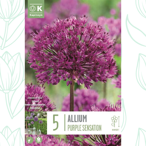 Kapiteyn Allium Purple Sensation x5