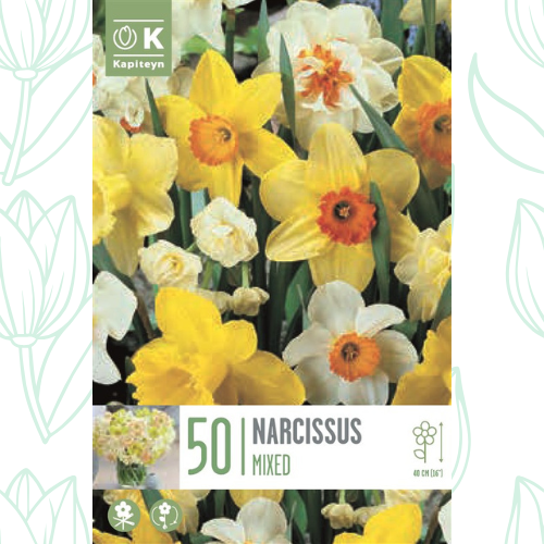 Kapiteyn Narcissus Landscape bag x50