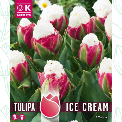 Kapiteyn Tulipa Ice Cream - Corn of Flavour Bulbs x 8