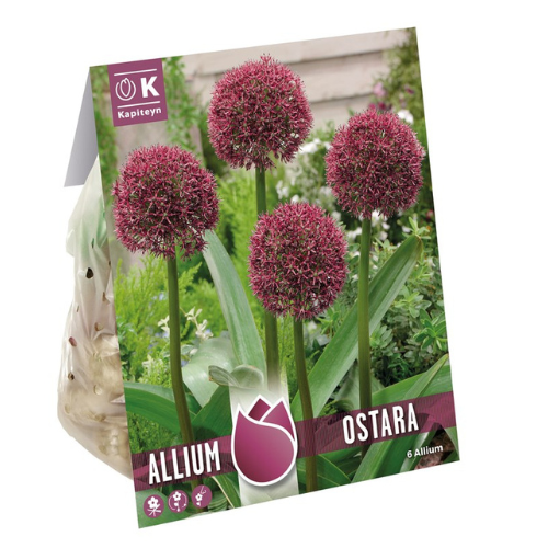 Kapiteyn Allium Ostara - Deep Red Allium Bulbs x6