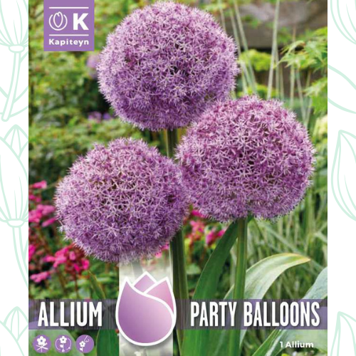 Kapiteyn Allium Party Balloons Bulbs x1