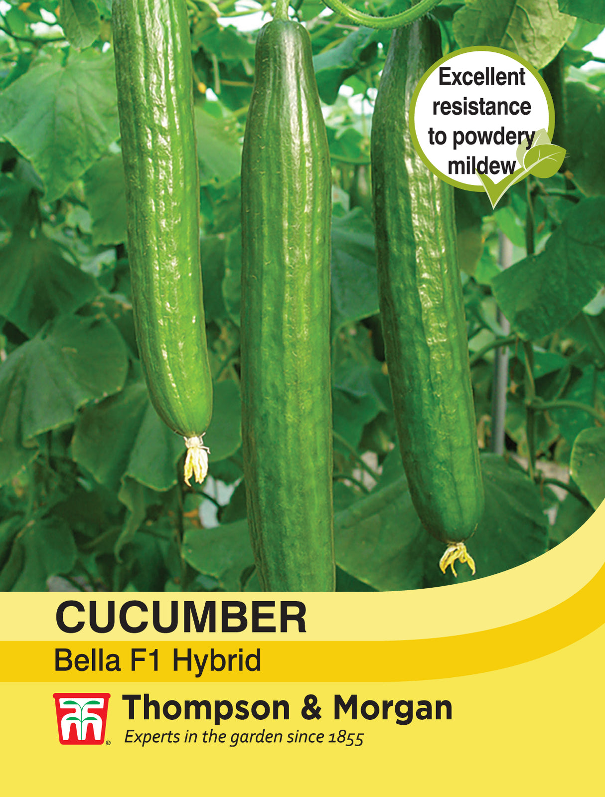 Thompson & Morgan - Cucumber Bella Seeds