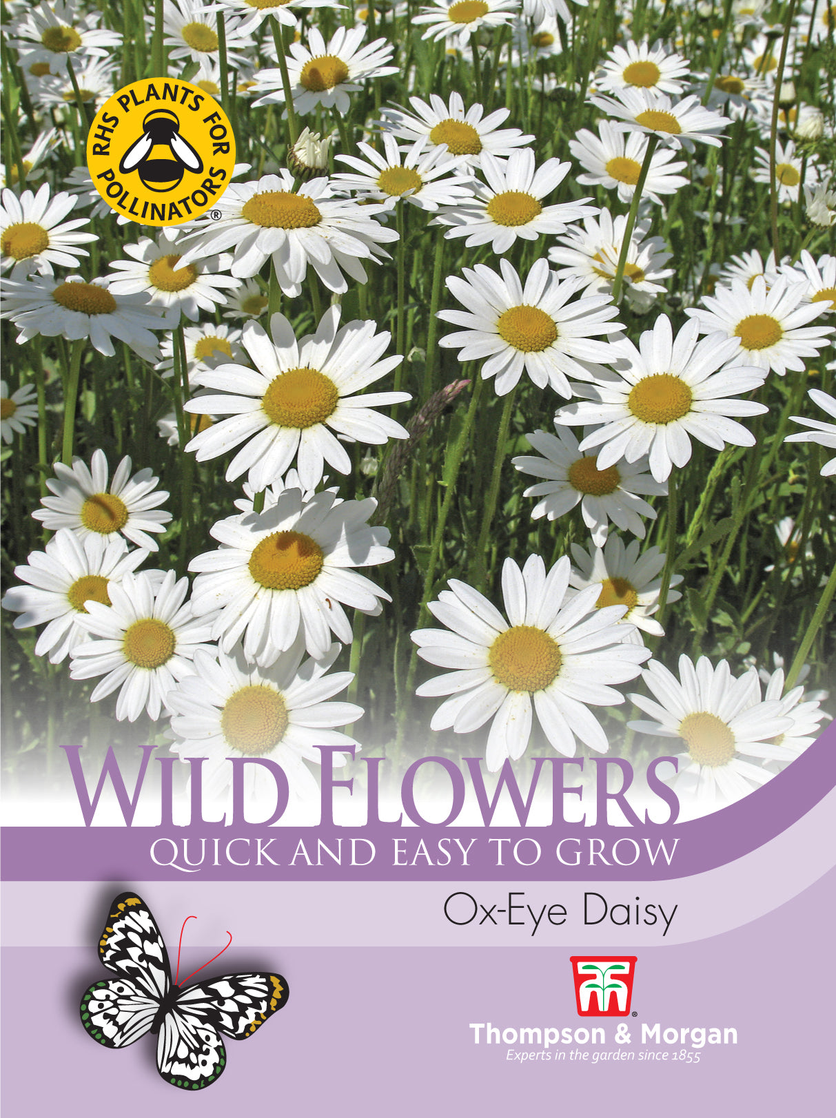 Thompson & Morgan - Wild Flower Ox-Eye Daisy Seeds