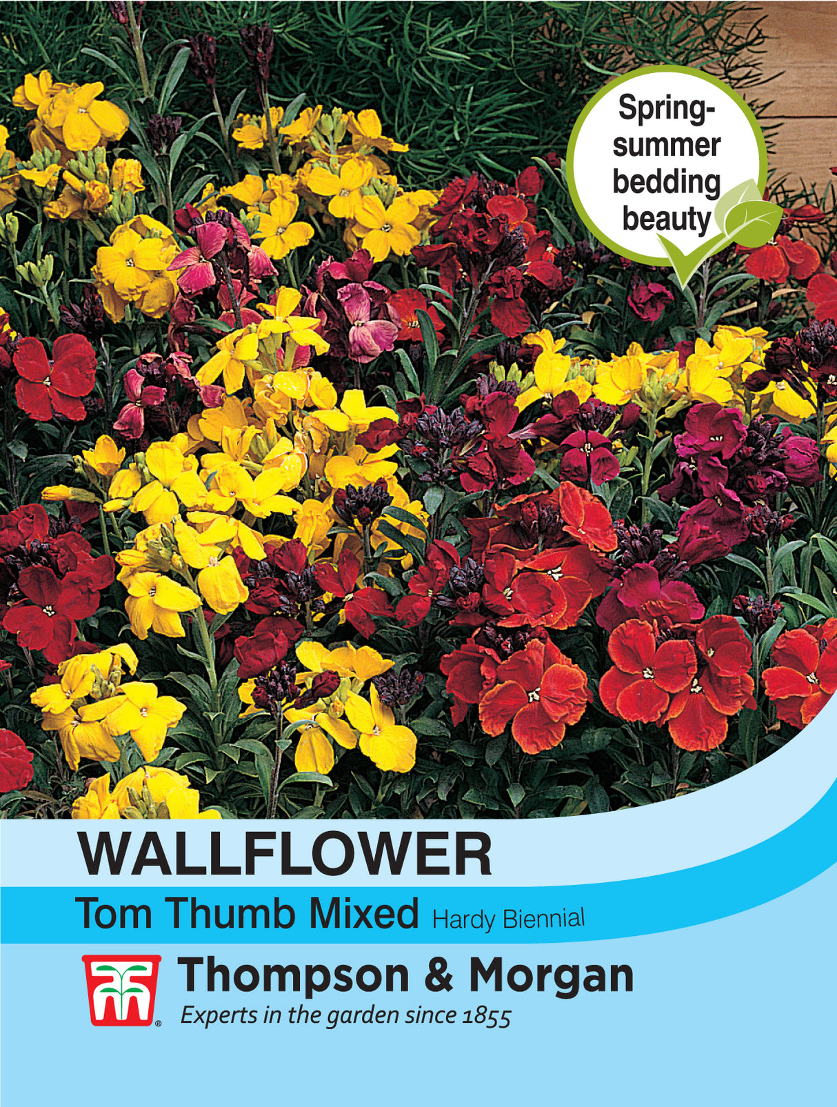 Thompson & Morgan - Wallflower Tom Thumb Seeds