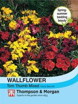 Thompson & Morgan - Wallflower Tom Thumb Seeds