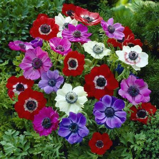 Anemone Coronaria De Caen Mix Bulbs 15 pack