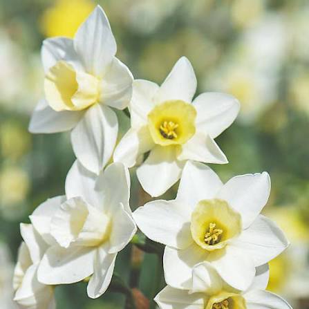 Narcissus Pueblo Bulbs 7 pack
