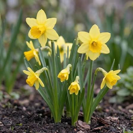 Narcissus Tete a Tete Bulbs 10 pack