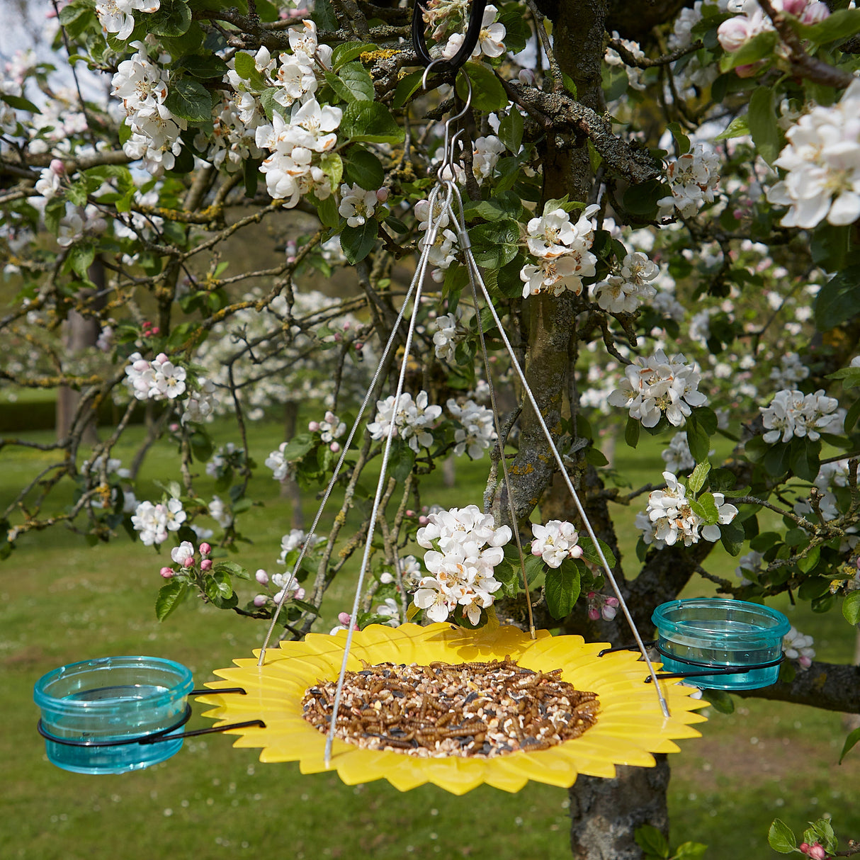Tom Chambers Sunflower Hanging Feeder