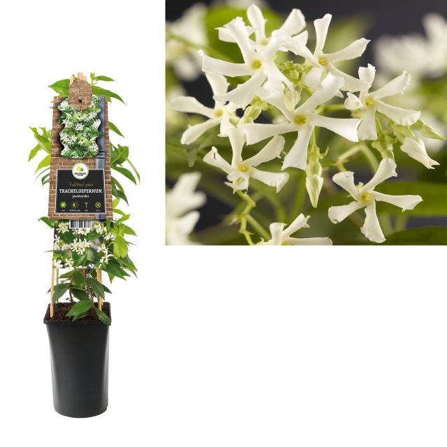 Trachelospermum Jasminoides