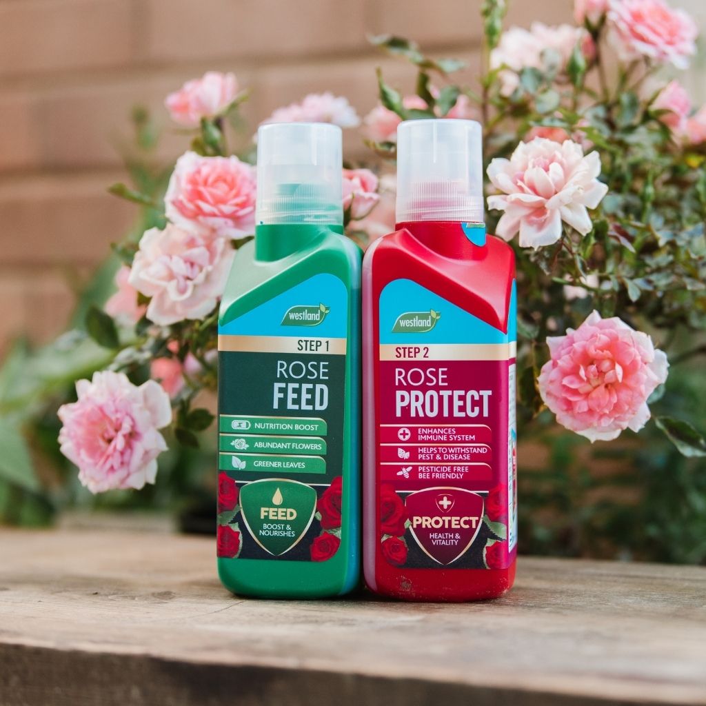 Westland Rose Feed & Protect 2x500ml