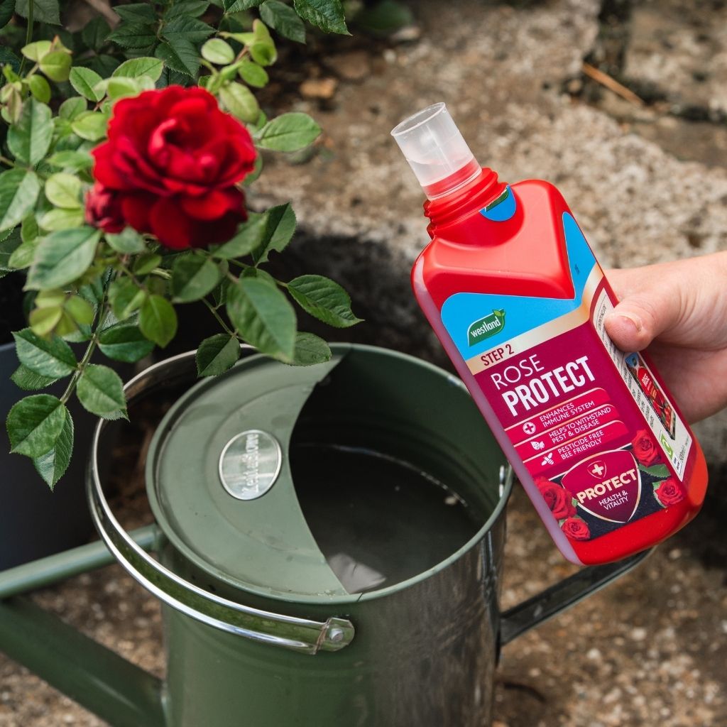 Westland Rose Feed & Protect 2x500ml
