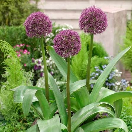 Allium Ostara Allium Bulbs 3 pack