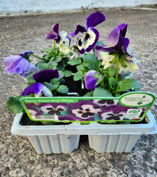 6 pack Bedding Plants