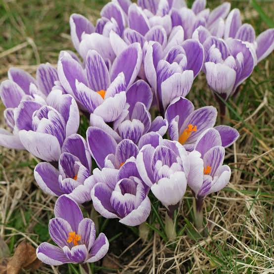Crocus Pickwick Bulbs 10 pack