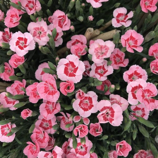 Dianthus Peach Party 1L