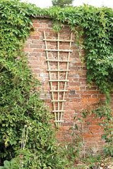 Fan Trellis 0.6m X 1.8m