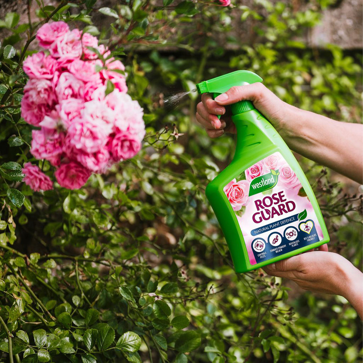 Westland Rose Guard RTU 800ml