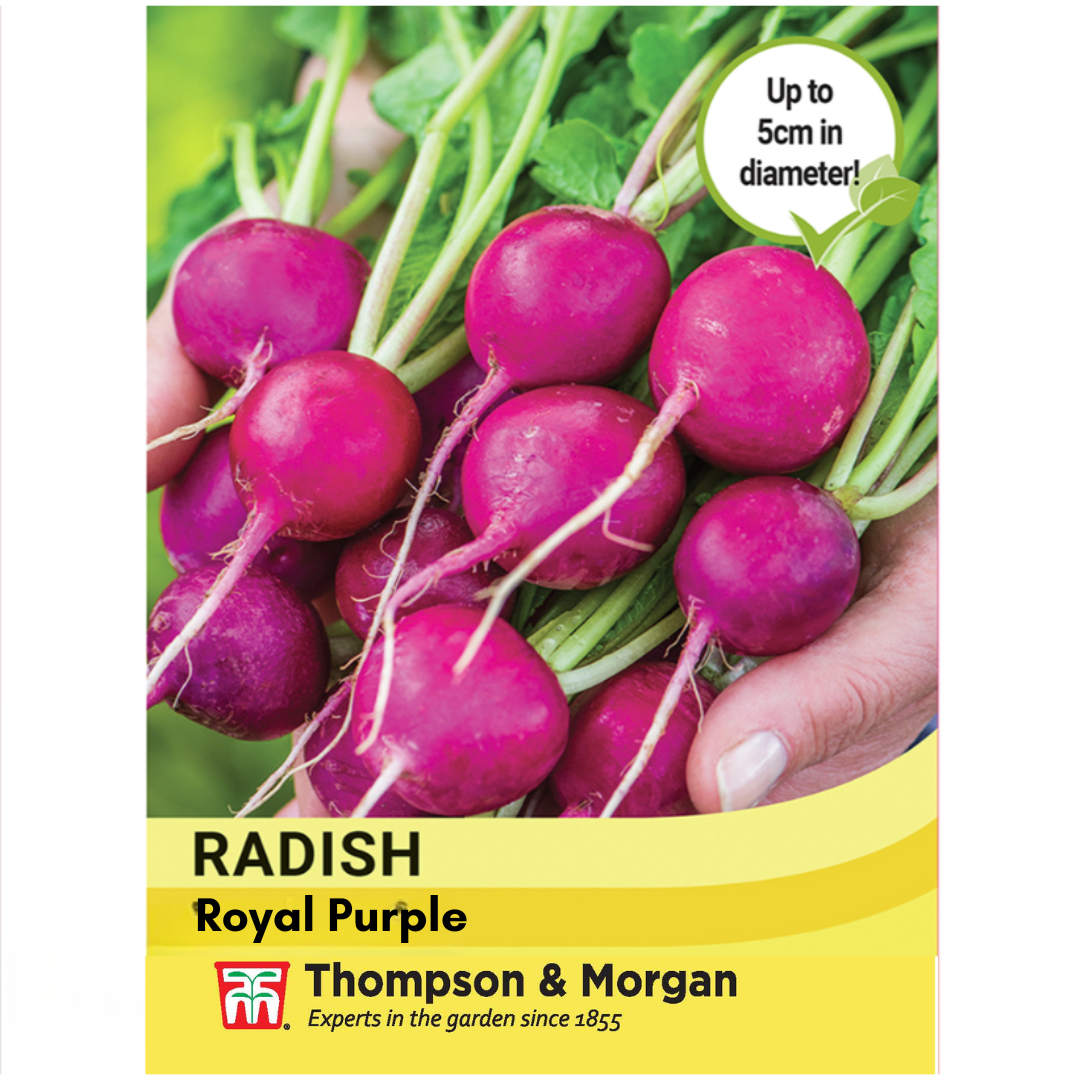 Thompson & Morgan - Radish Royal Purple Seeds