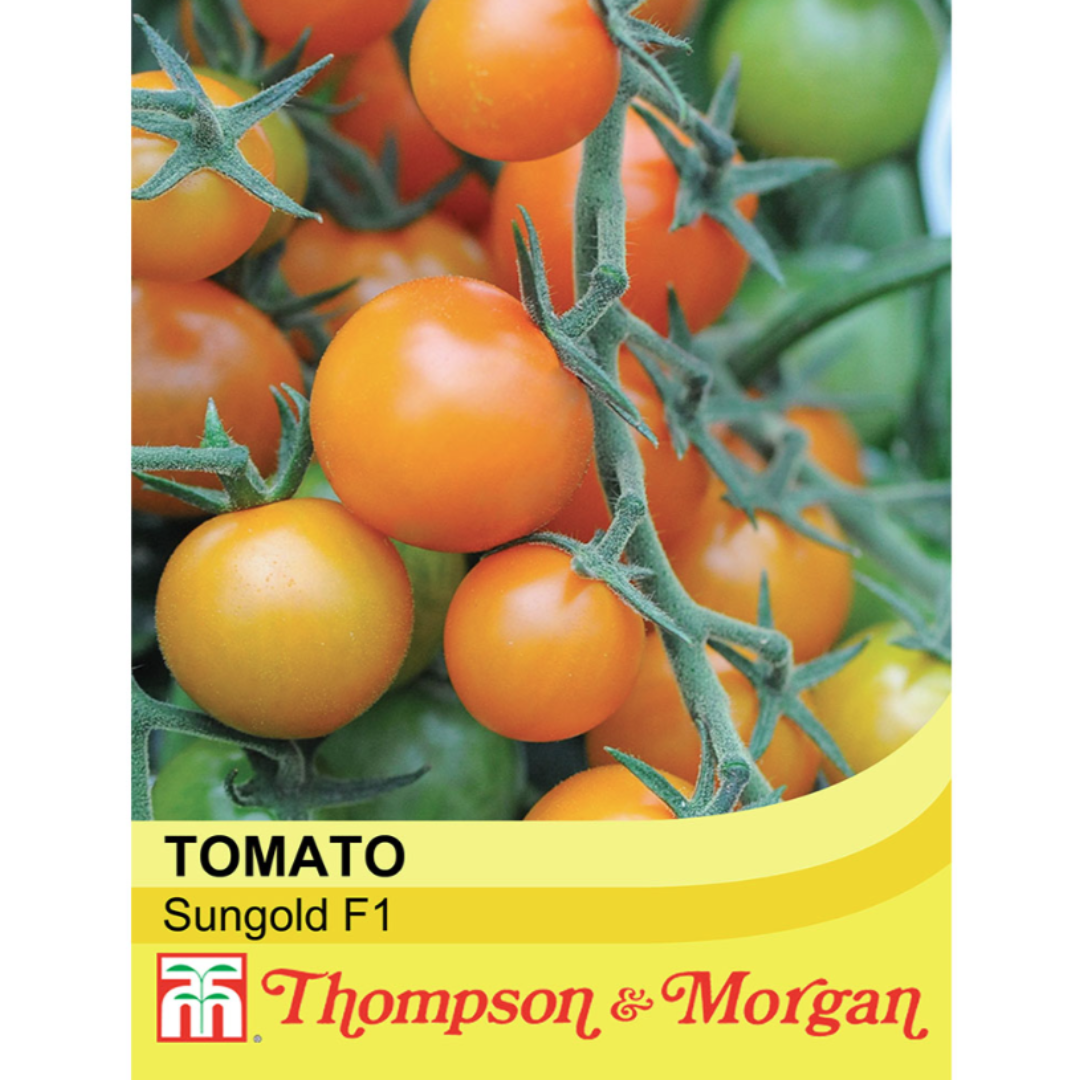 Thompson & Morgan - Tomato Sungold F1 Hybrid Seeds