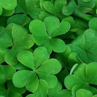 Thompson & Morgan - Shamrock Seeds